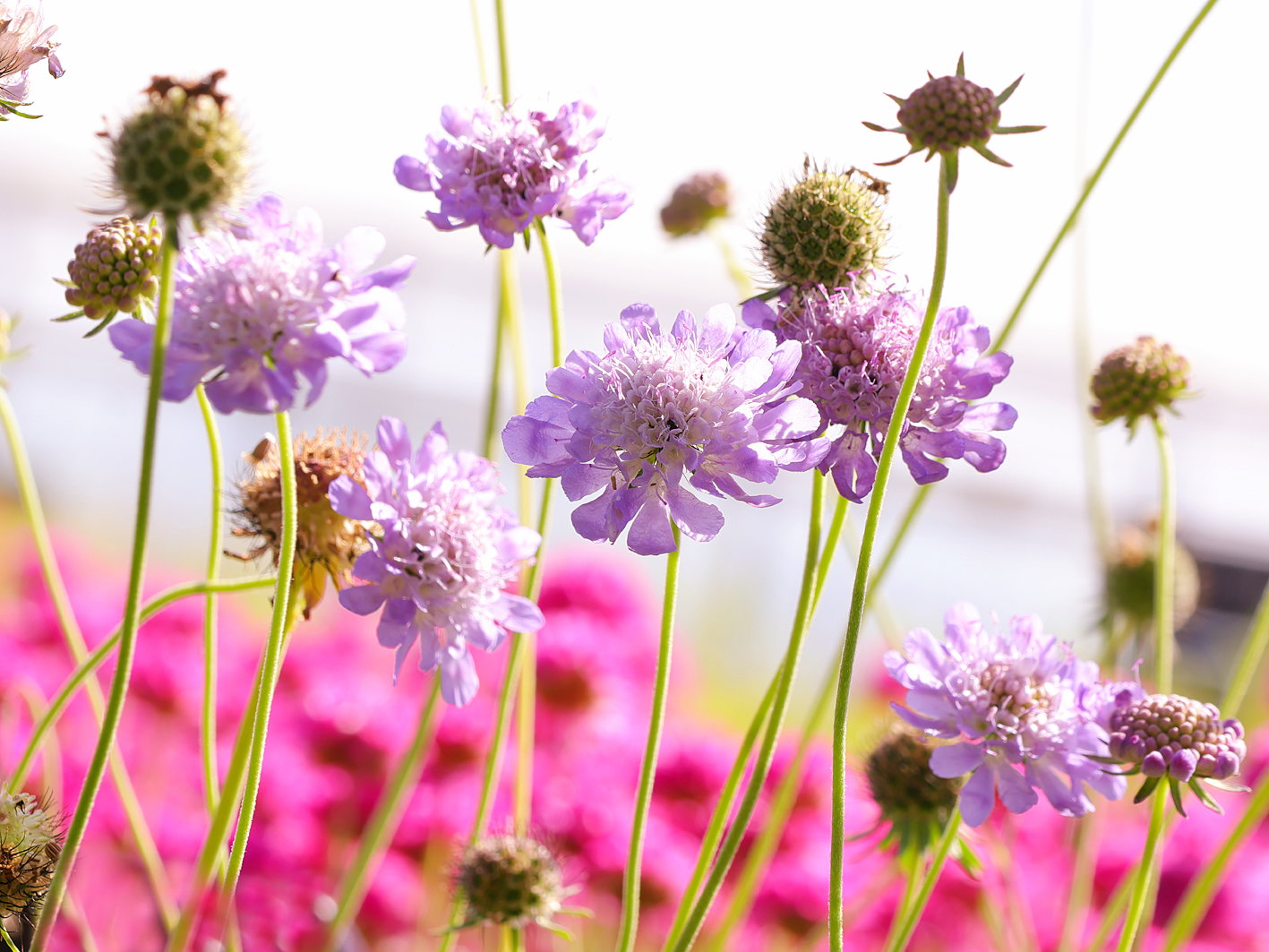 Tauben-Skabiose 'Pincushion Pink'