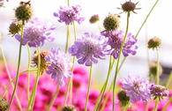Tauben-Skabiose 'Pincushion Pink'