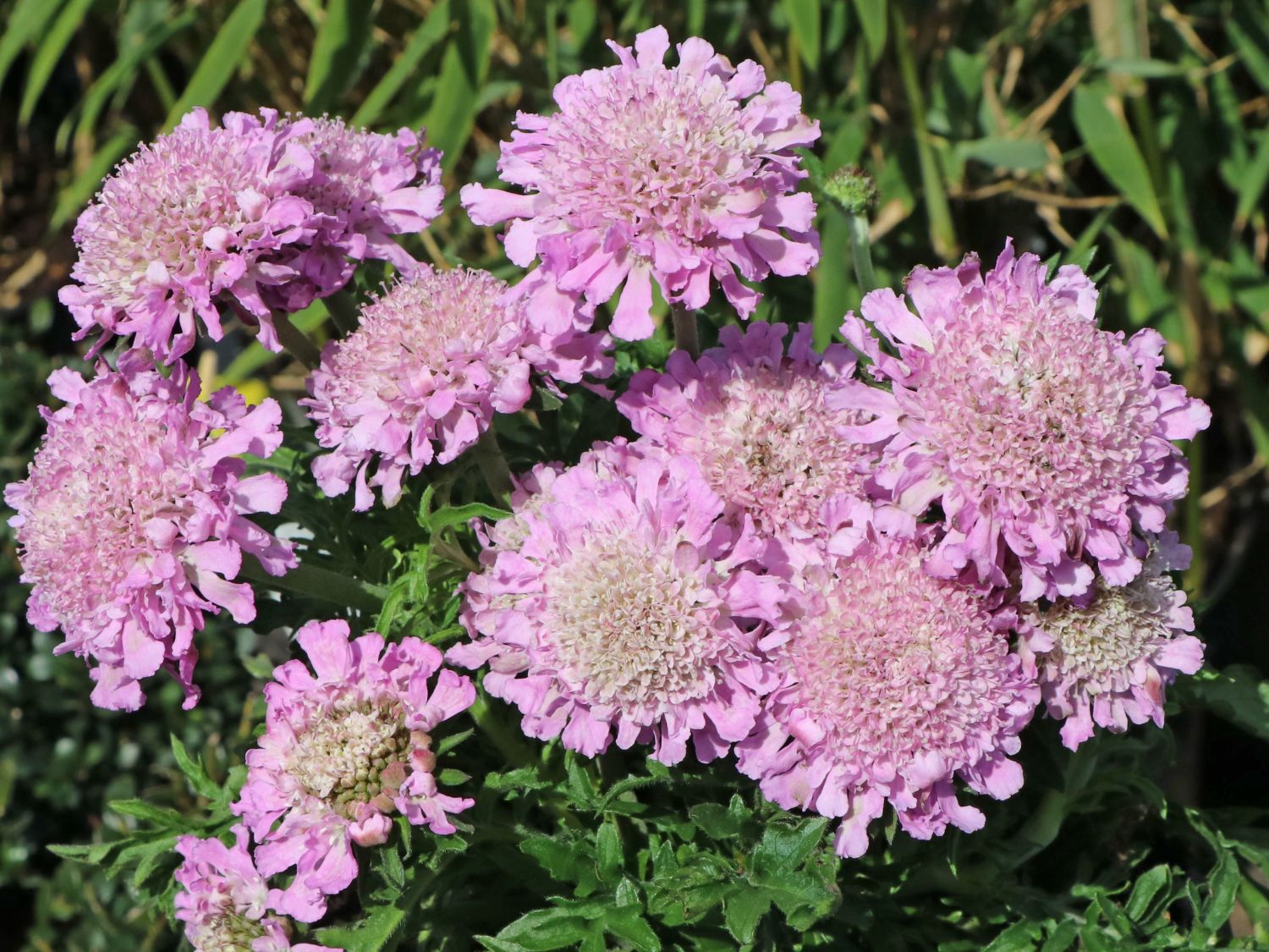 Tauben-Skabiose 'Pink Mist' - Scabiosa columbaria 'Pink Mist'