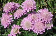 Tauben-Skabiose 'Pink Mist'