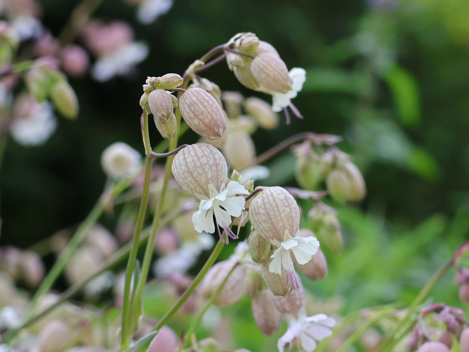 Taubenkropf-Leimkraut