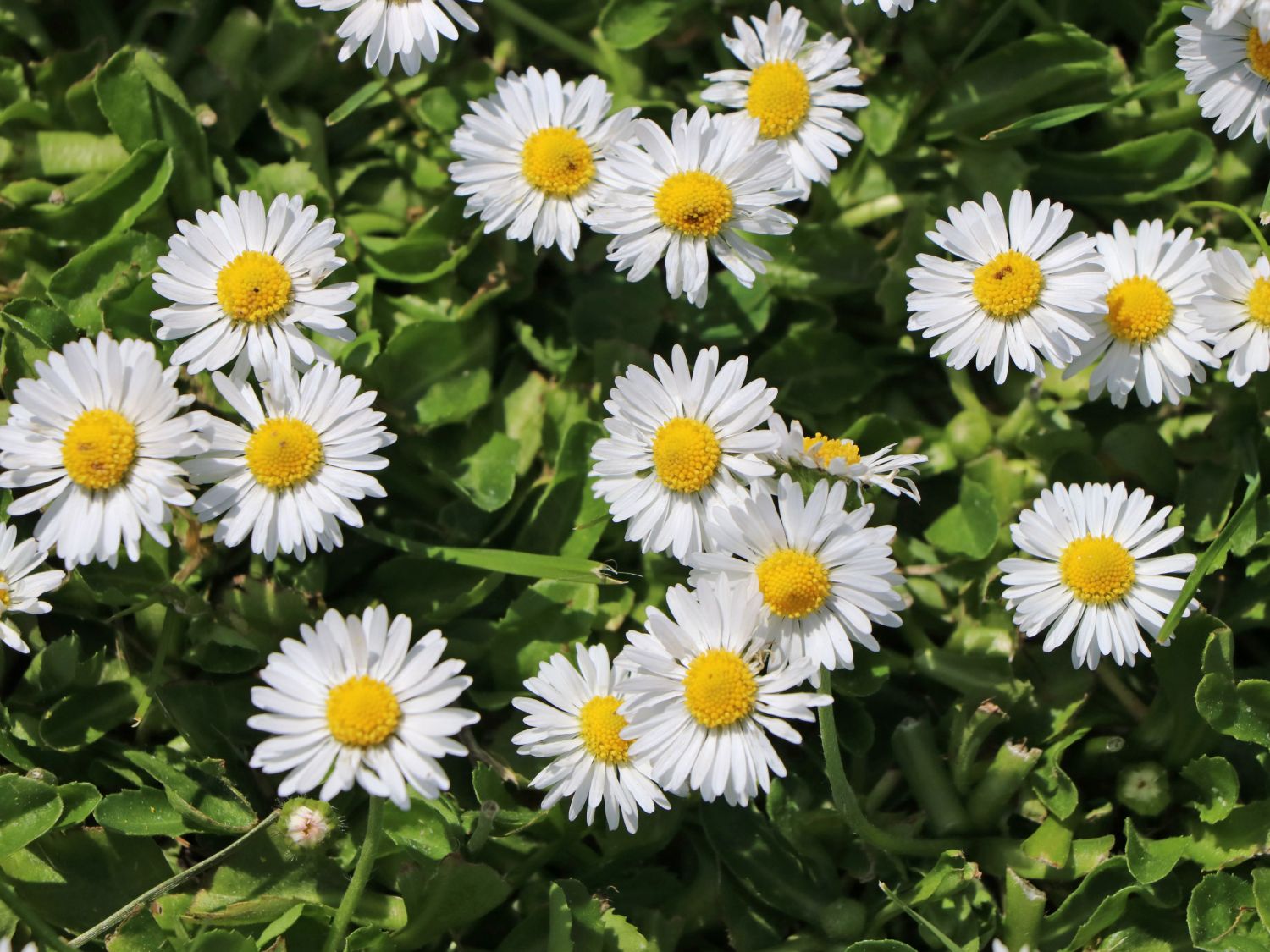 Tausendschön / Gewöhnliches Gänseblümchen