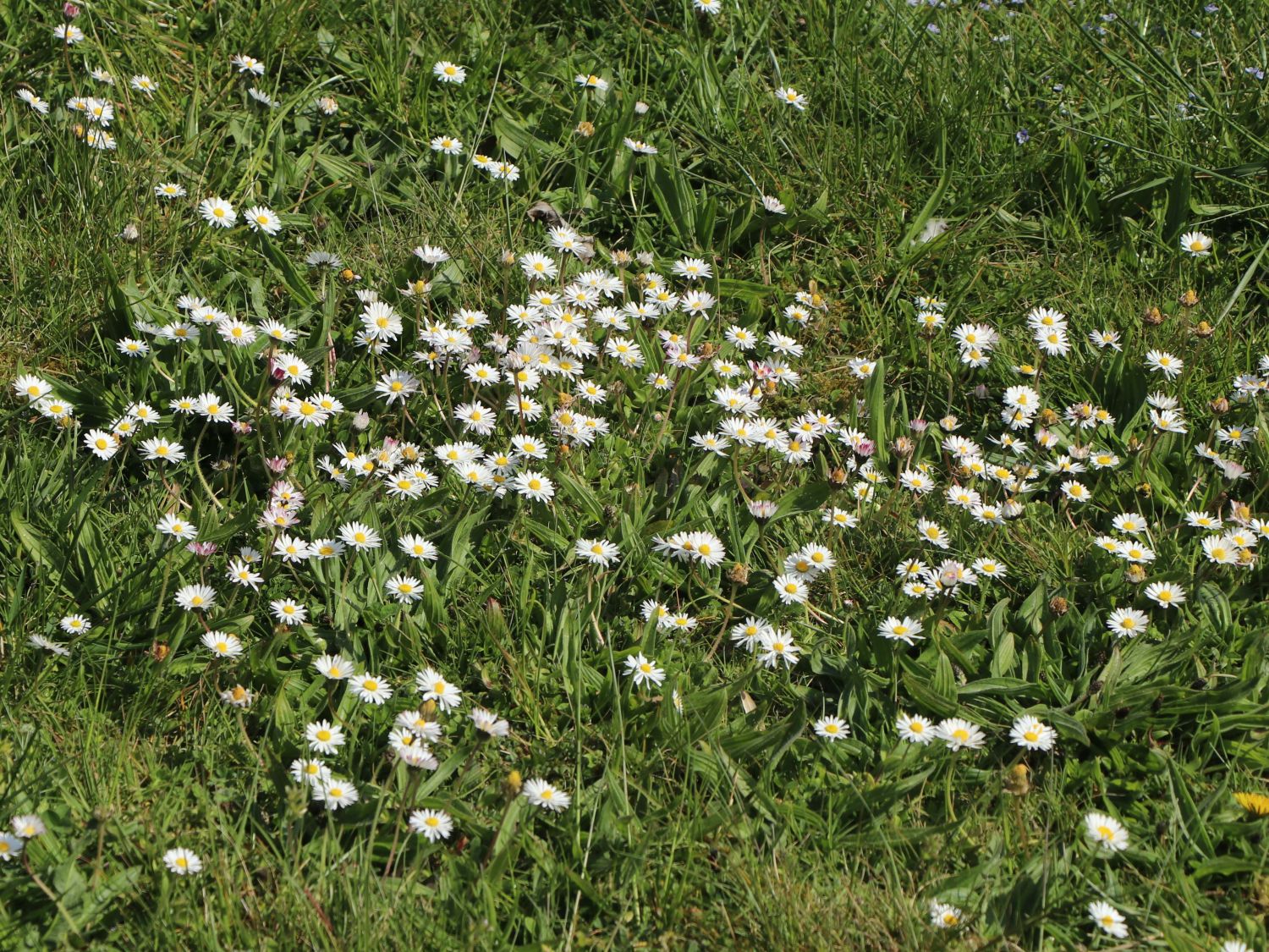 Tausendschön / Gewöhnliches Gänseblümchen - Bellis perennis