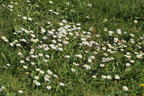 Tausendschön / Gewöhnliches Gänseblümchen - Bellis perennis