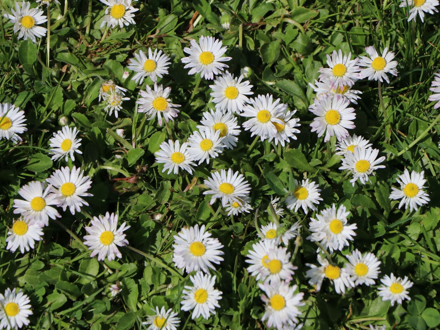 Gänseblümchen (Bellis)