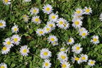 Tausendschön / Gewöhnliches Gänseblümchen - Bellis perennis