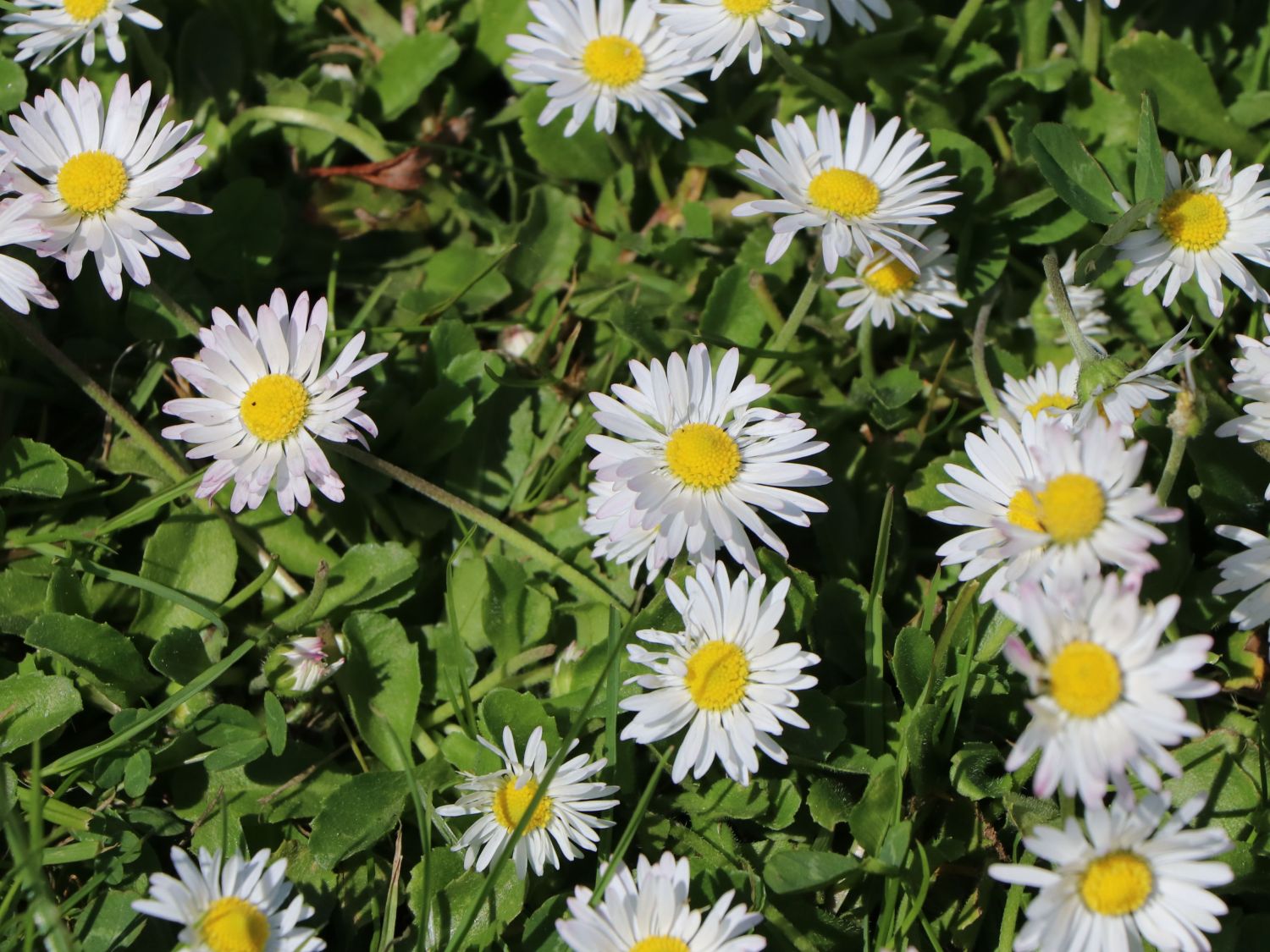 Tausendschön / Gewöhnliches Gänseblümchen - Bellis perennis