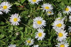 Tausendschön / Gewöhnliches Gänseblümchen - Bellis perennis
