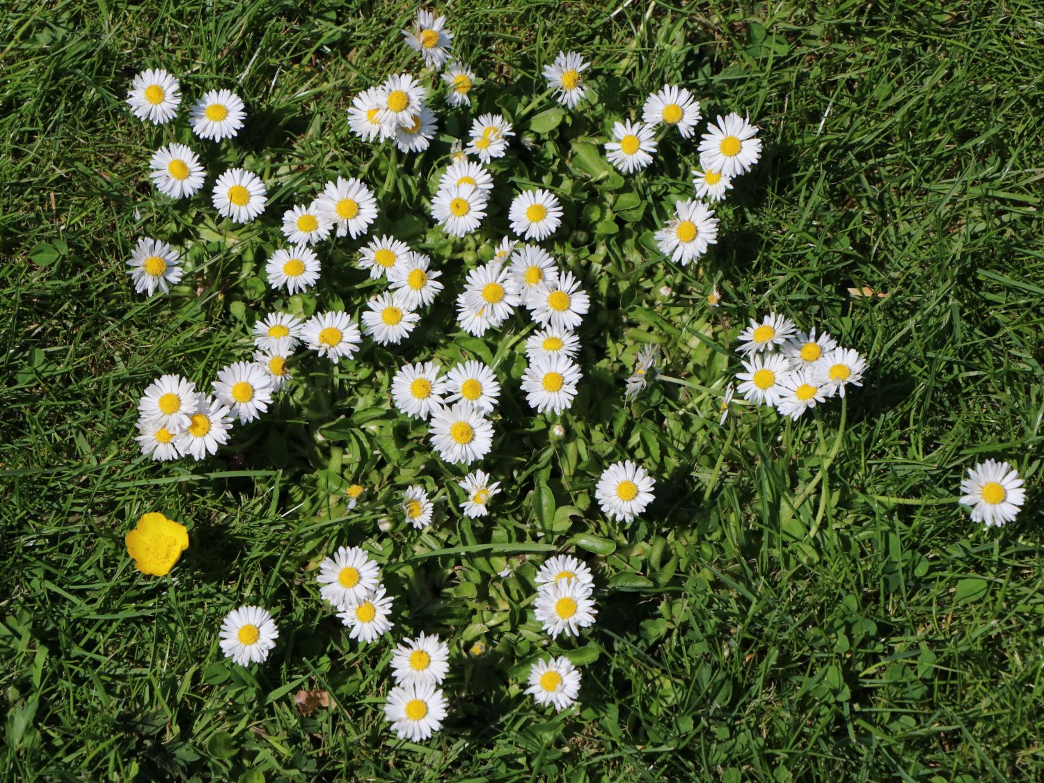 Tausendschön / Gewöhnliches Gänseblümchen - Bellis perennis