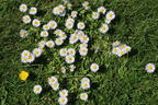 Tausendschön / Gewöhnliches Gänseblümchen - Bellis perennis