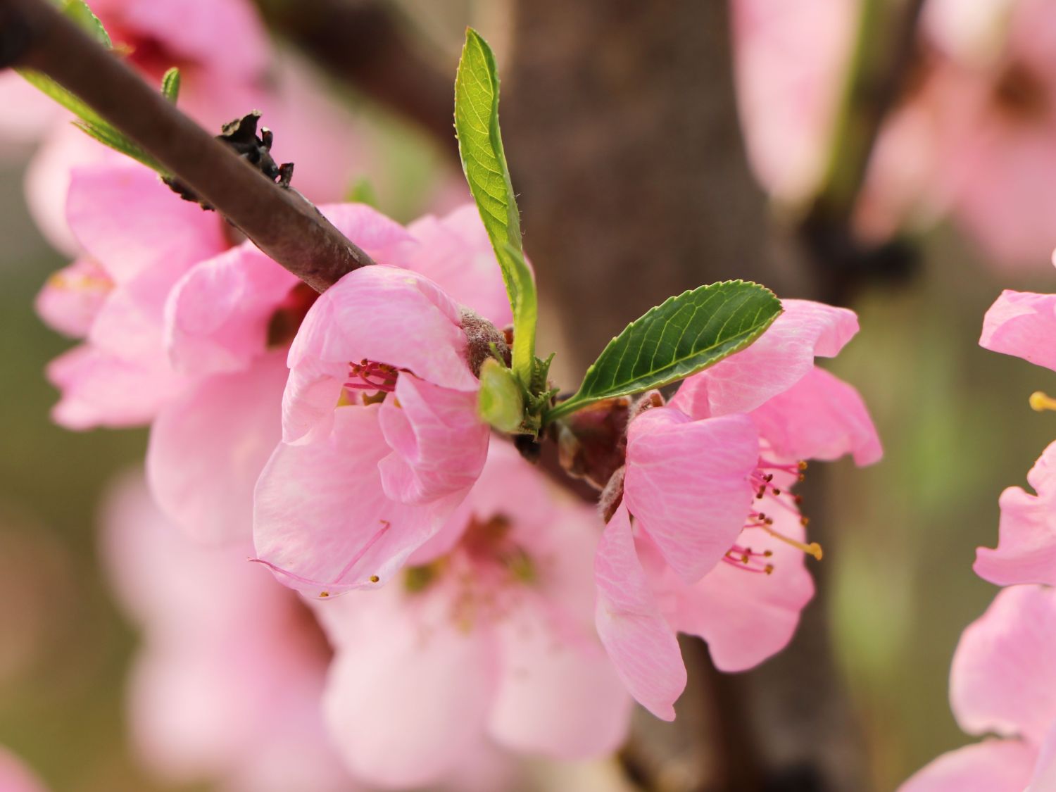 Teller-Nektarine 'Piattarina' ® - Prunus nucipersica 'Piattarina' ®
