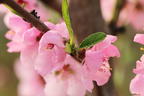 Teller-Nektarine 'Piattarina' ® - Prunus nucipersica 'Piattarina' ®