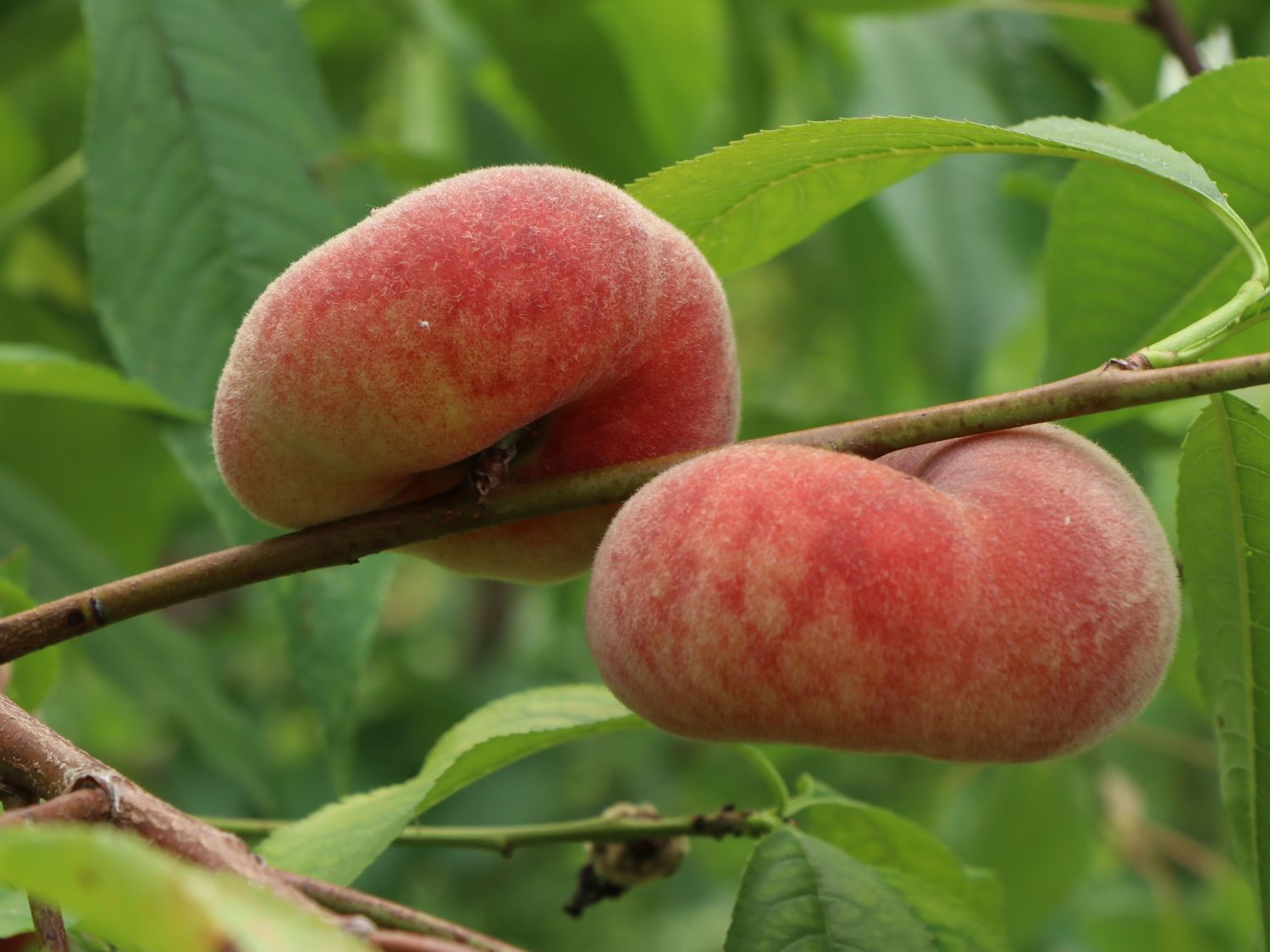 Teller-Pfirsich 'PiattaforTWO' ®