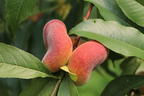 Teller-Pfirsich 'PlatiforONE' ® - Prunus persica 'PlatiforONE' ®