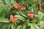 Teller-Pfirsich 'PlatiforONE' ® - Prunus persica 'PlatiforONE' ®