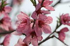 Teller-Pfirsich 'PlatiforONE' ® - Prunus persica 'PlatiforONE' ®