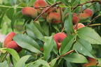 Teller-Pfirsich 'PlatiforONE' ® - Prunus persica 'PlatiforONE' ®