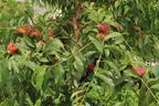 Teller-Pfirsich 'PlatiforONE' ® - Prunus persica 'PlatiforONE' ®