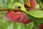Teller-Pfirsich 'PlatiforONE' ® - Prunus persica 'PlatiforONE' ®