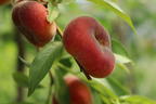 Teller-Pfirsich 'PlatiforONE' ® - Prunus persica 'PlatiforONE' ®