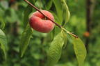 Teller-Pfirsich 'PlatiforONE' ® - Prunus persica 'PlatiforONE' ®