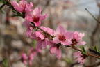 Teller-Pfirsich 'PlatiforONE' ® - Prunus persica 'PlatiforONE' ®