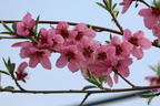 Teller-Pfirsich 'PlatiforONE' ® - Prunus persica 'PlatiforONE' ®