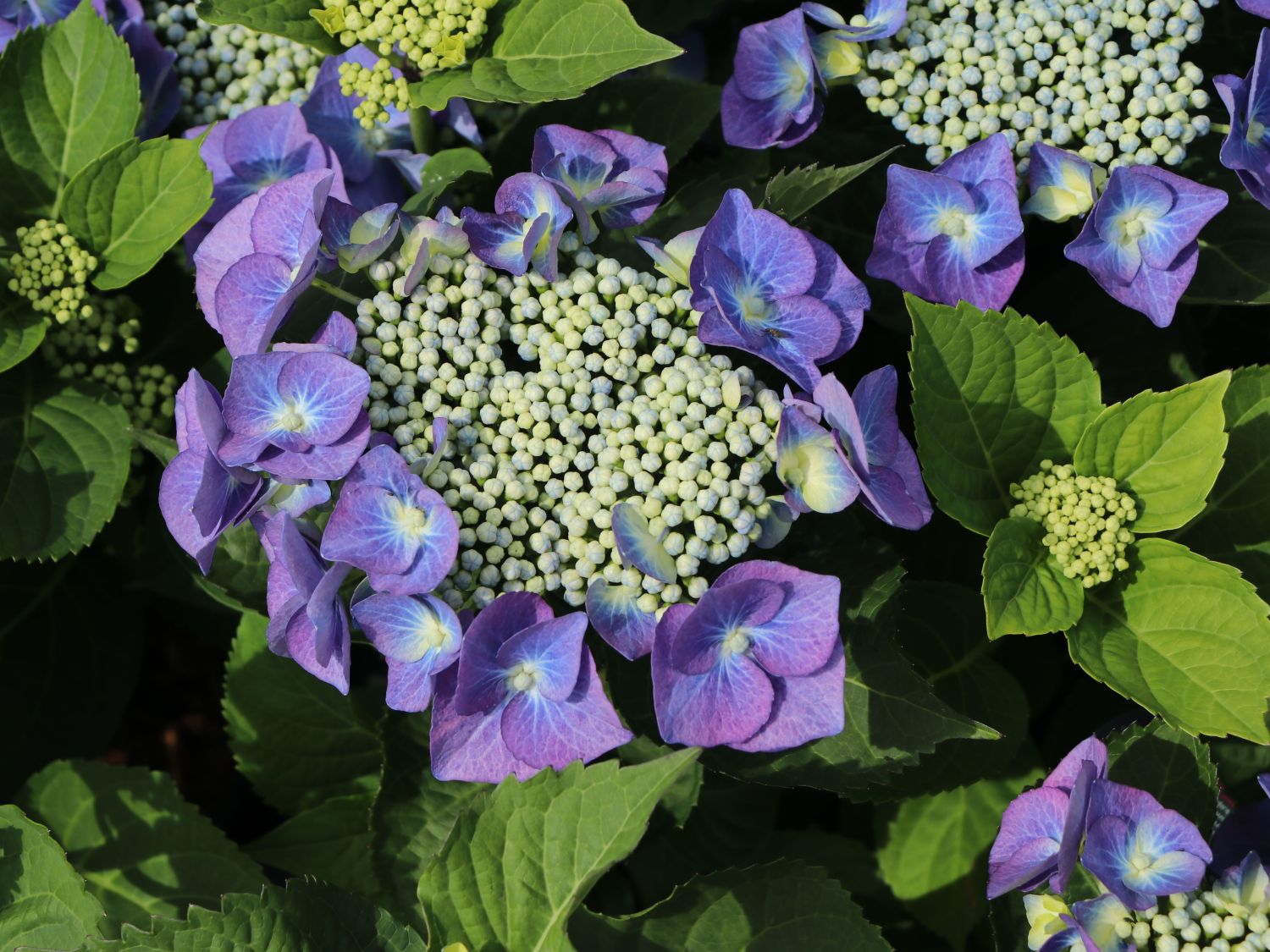 Tellerhortensie 'Blaumeise'