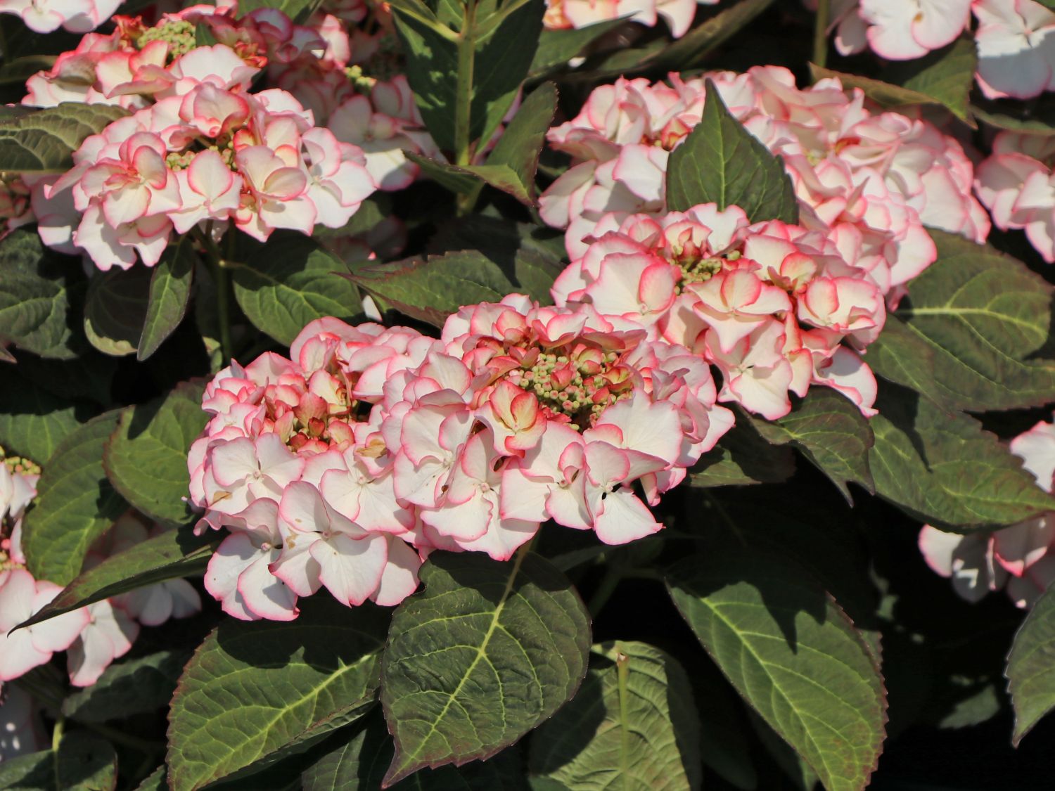 Tellerhortensie 'Charme' - Hydrangea macrophylla 'Charme'