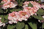 Tellerhortensie 'Charme' - Hydrangea macrophylla 'Charme'