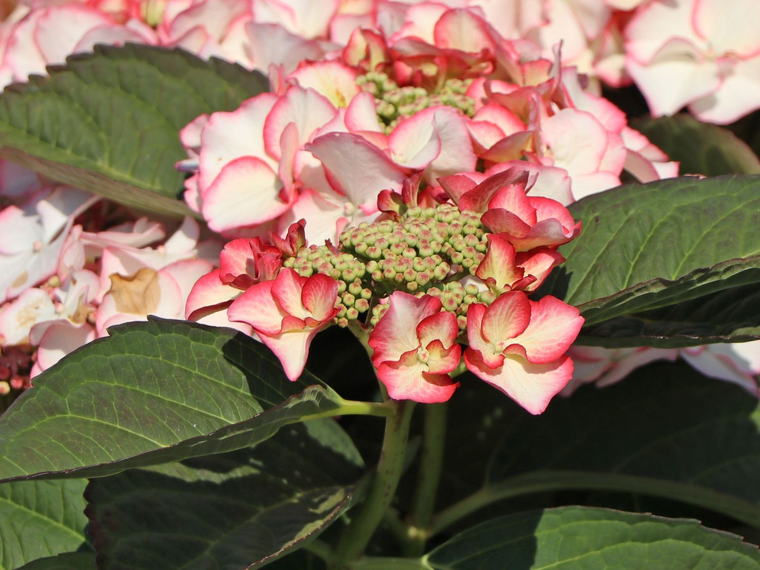 Tellerhortensie 'Charme' - Hydrangea macrophylla 'Charme'