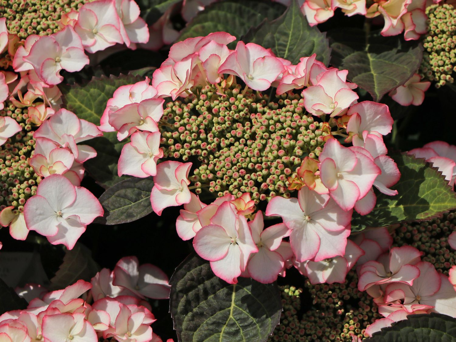 Tellerhortensie 'Charme' - Hydrangea macrophylla 'Charme'