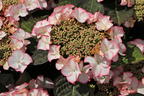 Tellerhortensie 'Charme' - Hydrangea macrophylla 'Charme'