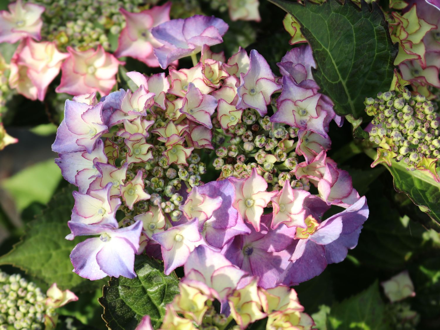 Tellerhortensie 'TIFFANY' ® lila