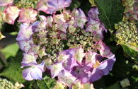 Tellerhortensie 'TIFFANY' ® lila