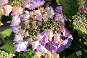 Tellerhortensie 'TIFFANY' ® lila