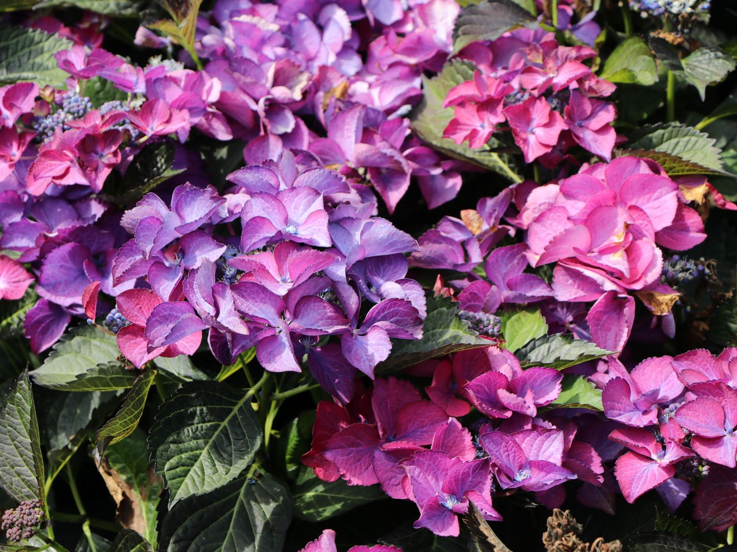Tellerhortensie 'Dark Angel' - Hydrangea macrophylla 'Dark Angel'