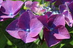 Tellerhortensie 'Frisbee' ® (Purple) - Hydrangea macrophylla 'Frisbee' ® (Purple)