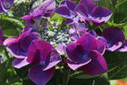 Tellerhortensie 'Frisbee' ® (Purple) - Hydrangea macrophylla 'Frisbee' ® (Purple)