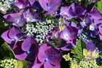 Tellerhortensie 'Frisbee' ® (Purple) - Hydrangea macrophylla 'Frisbee' ® (Purple)