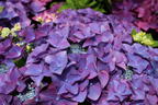 Tellerhortensie 'Frisbee' ® (Purple) - Hydrangea macrophylla 'Frisbee' ® (Purple)