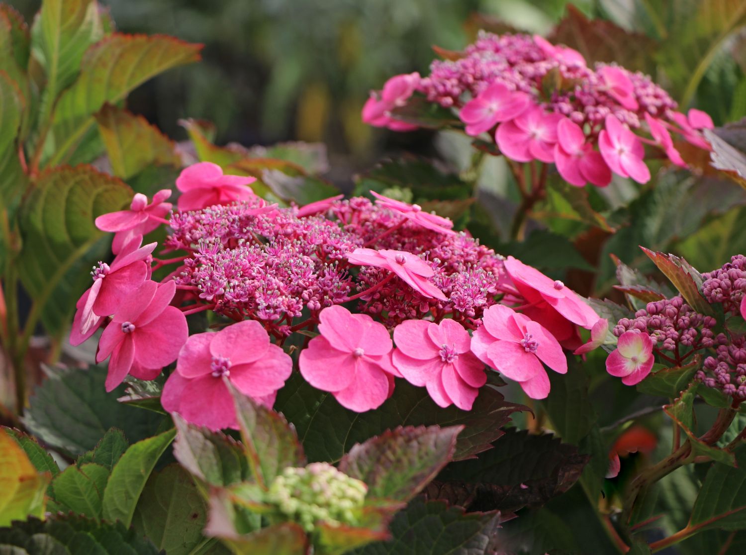 Tellerhortensie / Gesägte Hortensie PROVEN WINNERS ® 'Cotton Candy'