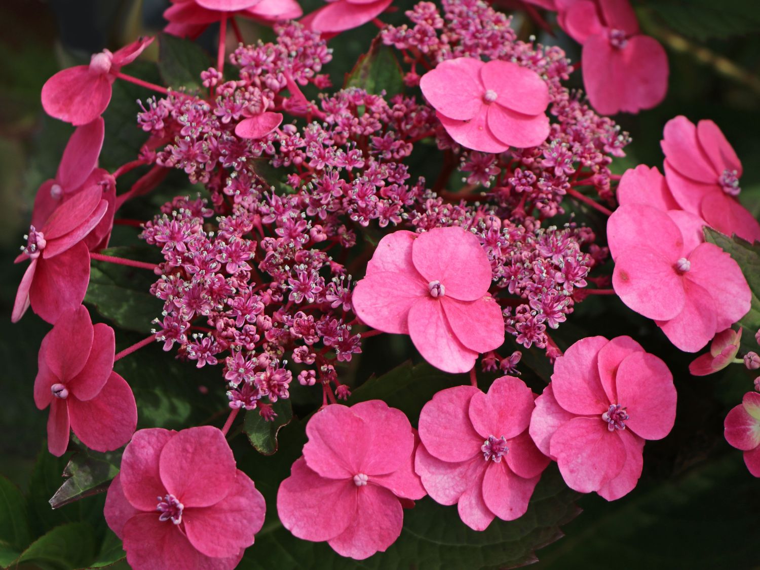 Tellerhortensie / Gesägte Hortensie PROVEN WINNERS ® 'Cotton Candy' - Hydrangea serrata PROVEN WINNERS ® 'Cotton Candy'