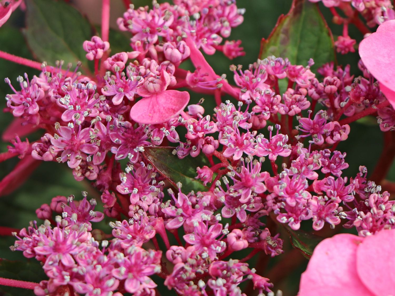 Tellerhortensie / Gesägte Hortensie PROVEN WINNERS ® 'Cotton Candy' - Hydrangea serrata PROVEN WINNERS ® 'Cotton Candy'
