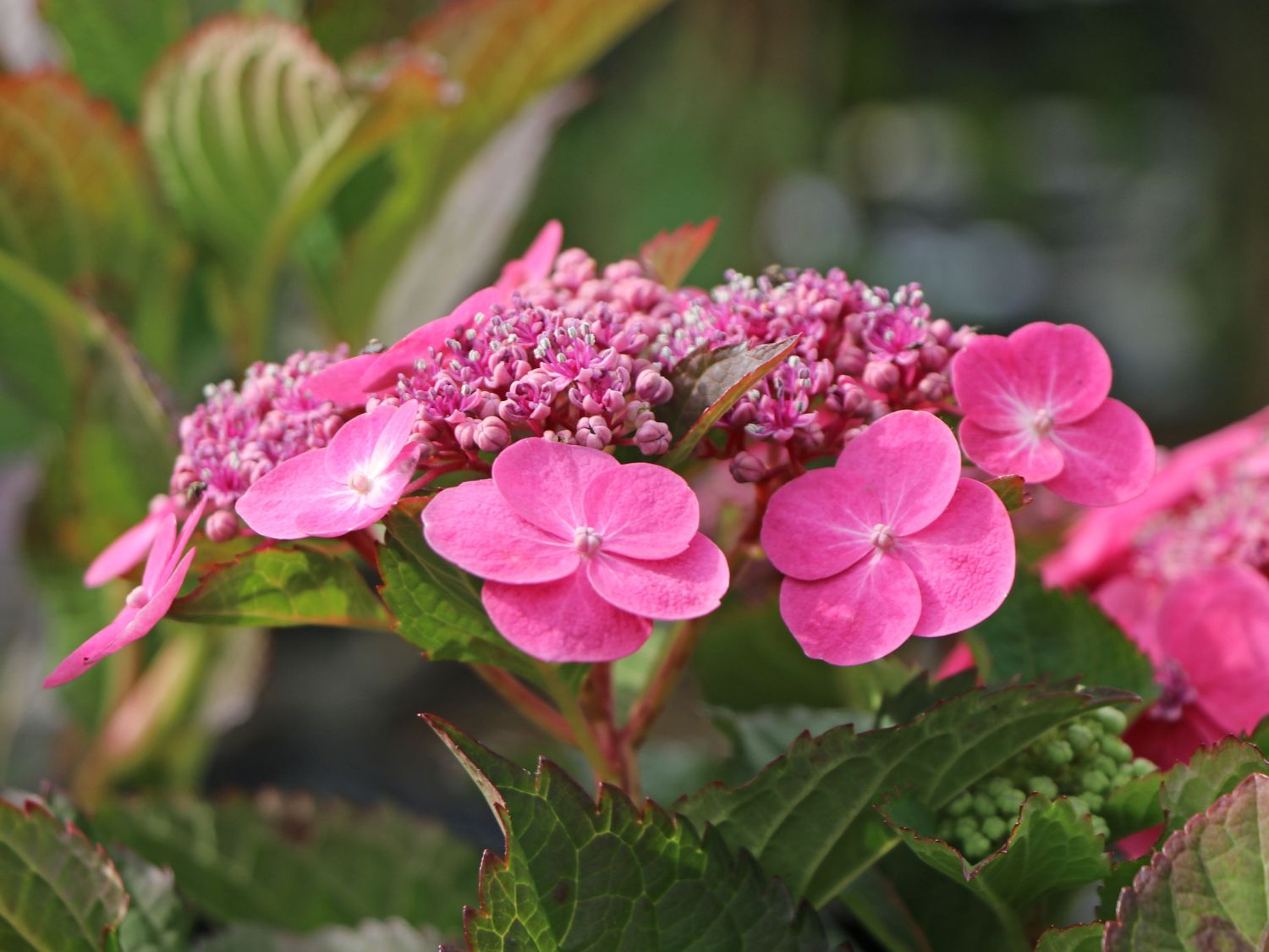 Tellerhortensie / Gesägte Hortensie PROVEN WINNERS ® 'Cotton Candy' - Hydrangea serrata PROVEN WINNERS ® 'Cotton Candy'