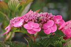 Tellerhortensie / Gesägte Hortensie PROVEN WINNERS ® 'Cotton Candy' - Hydrangea serrata PROVEN WINNERS ® 'Cotton Candy'