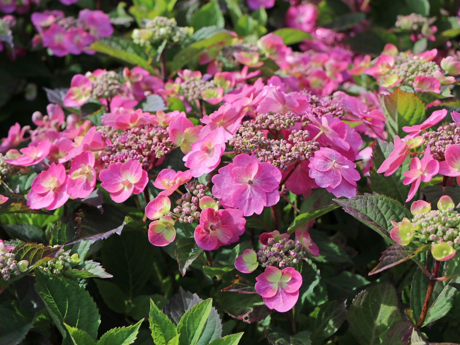 Tellerhortensie / Gesägte Hortensie PROVEN WINNERS ® 'Cotton Candy' - Hydrangea serrata PROVEN WINNERS ® 'Cotton Candy'