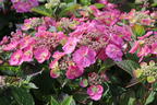 Tellerhortensie / Gesägte Hortensie PROVEN WINNERS ® 'Cotton Candy' - Hydrangea serrata PROVEN WINNERS ® 'Cotton Candy'