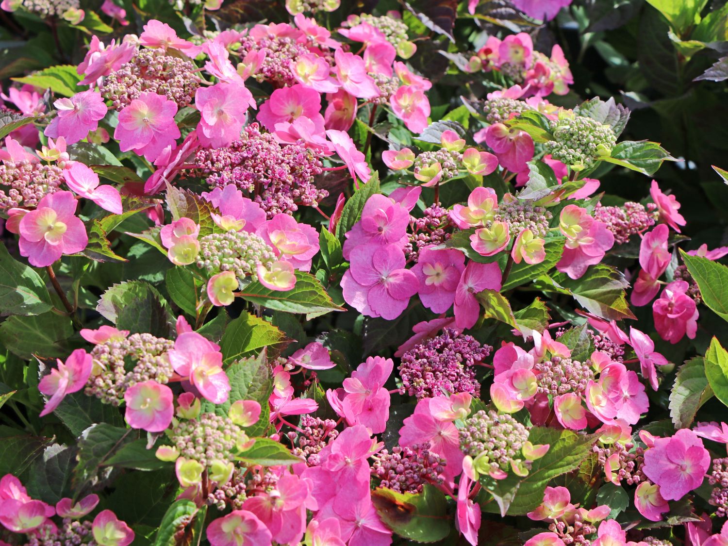 Tellerhortensie / Gesägte Hortensie PROVEN WINNERS ® 'Cotton Candy' - Hydrangea serrata PROVEN WINNERS ® 'Cotton Candy'