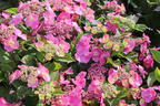 Tellerhortensie / Gesägte Hortensie PROVEN WINNERS ® 'Cotton Candy' - Hydrangea serrata PROVEN WINNERS ® 'Cotton Candy'